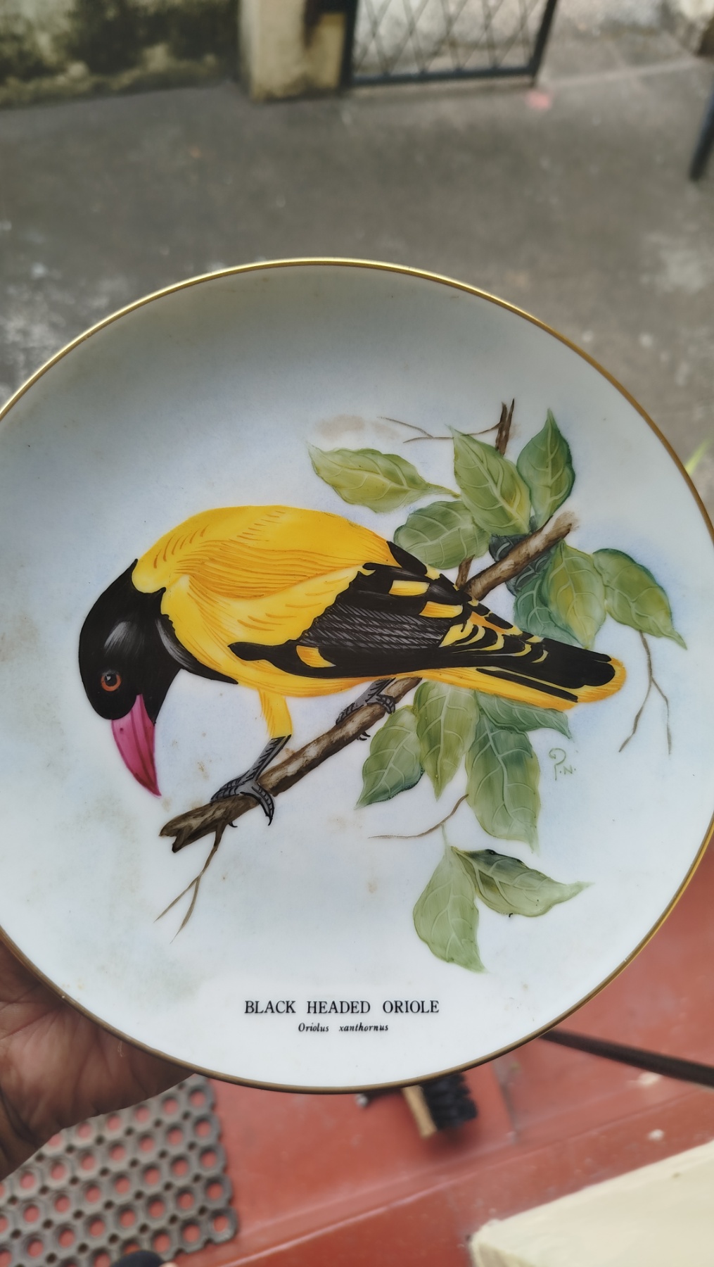 Front view of the Black Headed Oriole porcelain plaque with a gold rim and a vivid yellow oriole.
